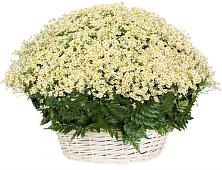 Цветочная композиция из Ромашки в корзине #REPLACE_PRED# Славянске-на-Кубани